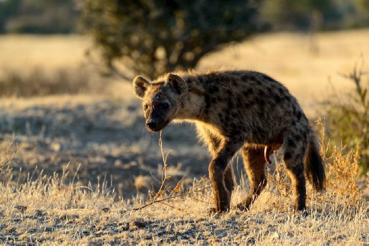 يحدث كل من الجماع والولادة من خلال هذه القناة