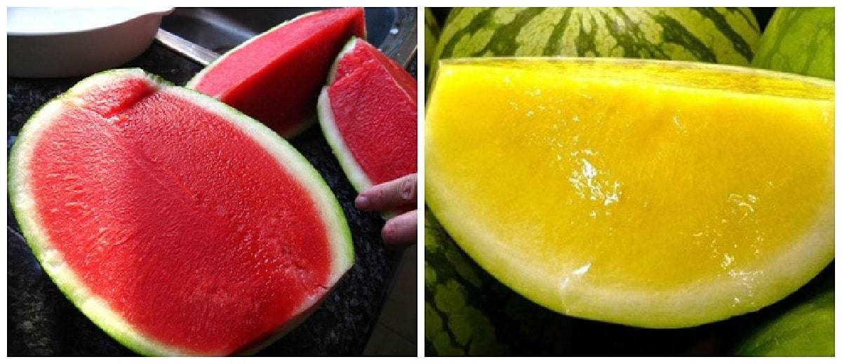البطيخ الأصفر والأحمر