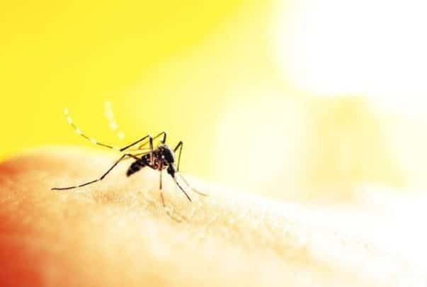 دراسة تكشف: 3 ألوان ينجذب البعوض إليها بشكل خاص البعوض ينجذب إلى بعض الألوان watanserb.com
