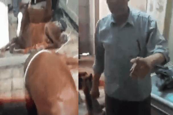 ذبح أحصنة في مصر watanserb.com