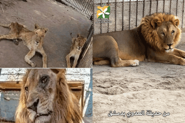 حديقة حيوان في سوريا watanserb.com