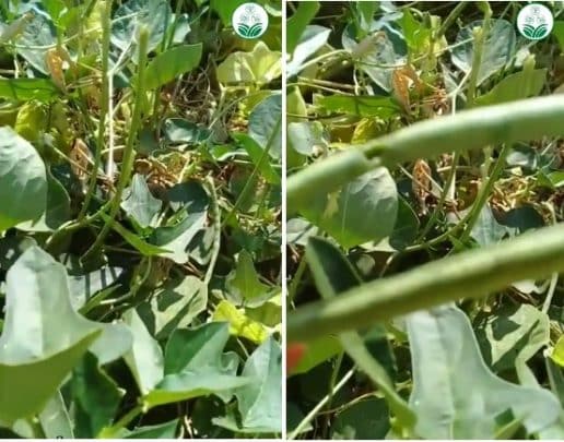 دودة عملاقة تثير ذعرا في مصر .. ووزارة الزراعة تعلق دودة قرون اللوبيا watanserb.com