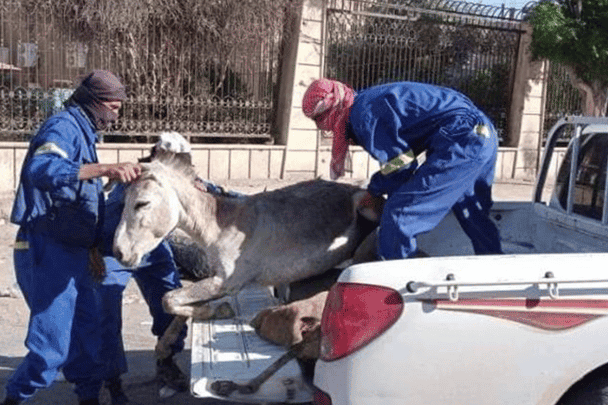 حملة لضبط الحمير في سوريا watanserb.com