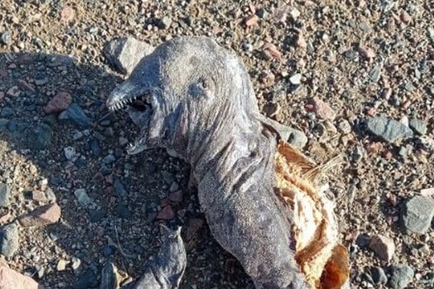 مخلوق غريب يظهر على شاطئ البحر الأحمر في مصر ويثير تساؤلات حول أصله وحقيقته مخلوق مرعب في مصر watanserb.com