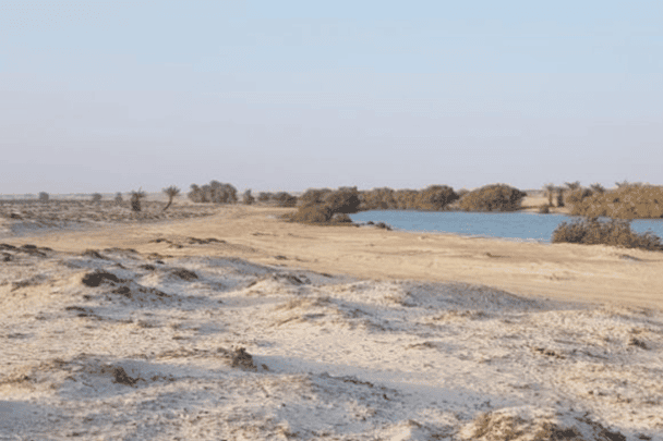 ظهور نادر لهذا الحيوان بسلطنة عمان وهكذا تم التعامل معه (شاهد) غرير العسل في سلطنة عمان watanserb.com