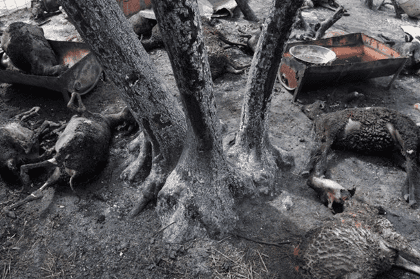 حرائق الجزائر watanserb.com