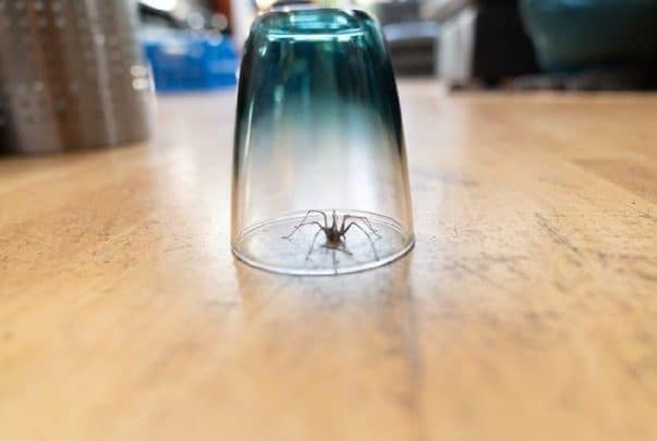5 روائح يجب نشرها في المنزل لإخافة العناكب ومنعها من التكاثر العناكب watanserb.com