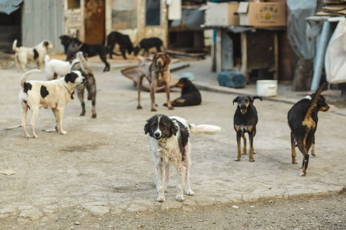 الكلاب الضالة تنهي حياة سائحة فرنسية