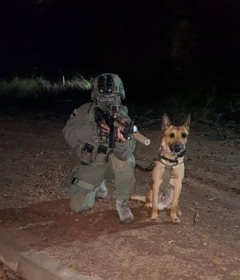 الكلب زيلي watanserb.com