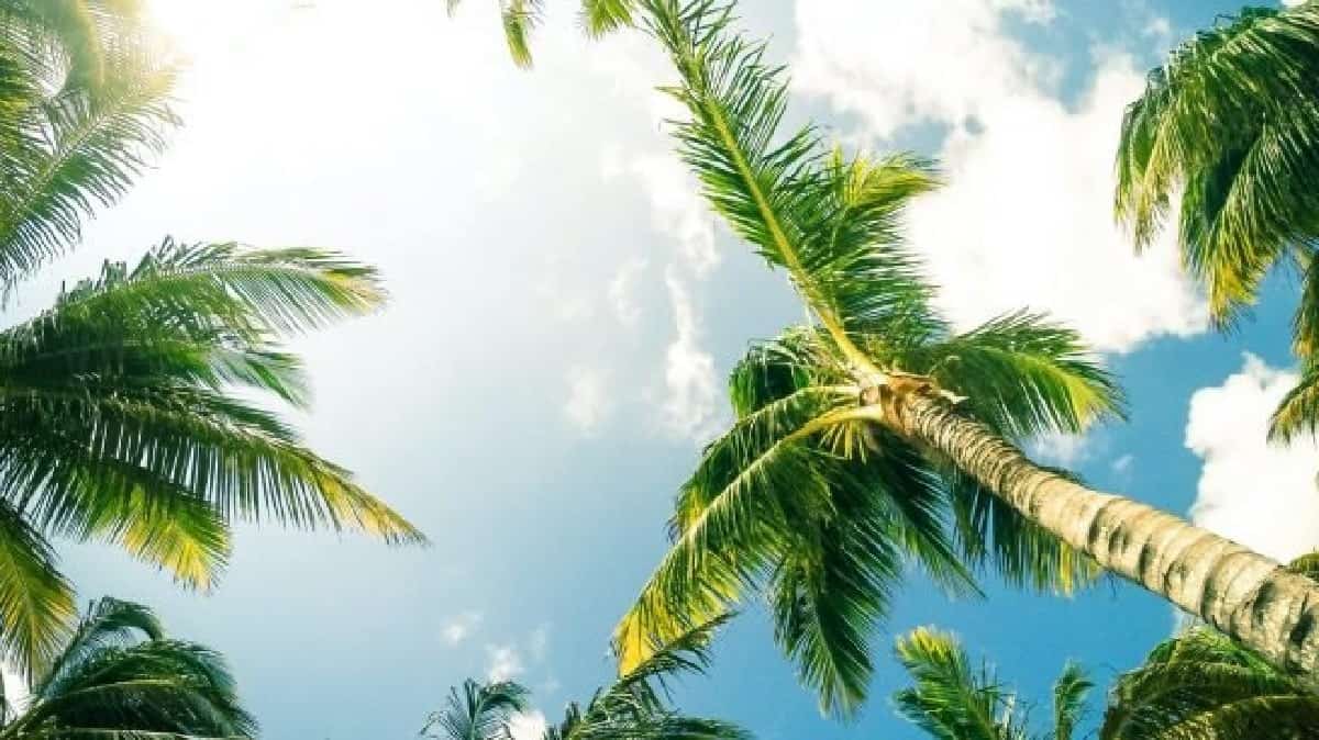 جزيرة إغوانا الخاصة