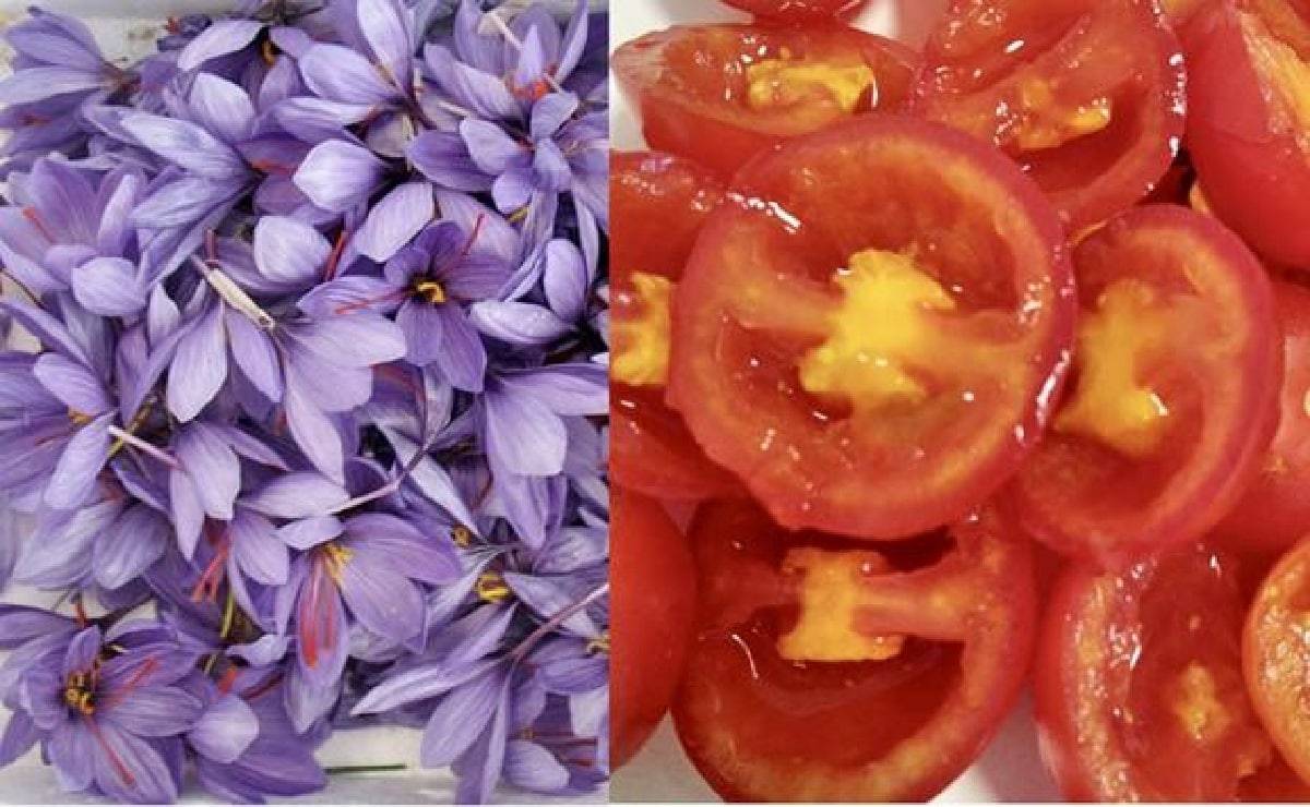 طماطم ملقحة جينيا عن الزعفران