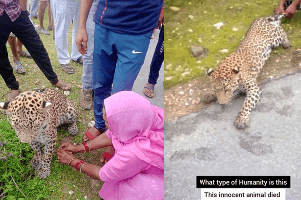 تعذيب نمر في الهند watanserb.com