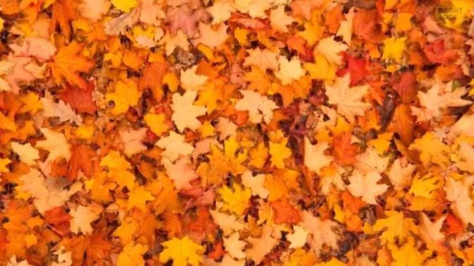 وهم بصري..هل يمكنك تحديد مكان الفراشة في أقل من 7 ثوان؟ وهم بصري..هل يمكنك تحديد مكان الفراشة في أقل من 7 ثوان؟ watanserb.com