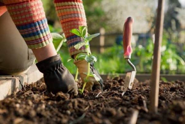 في شهر سبتمبر نستطيع زرع نباتات معينة في حديقة المنزل watanserb.com