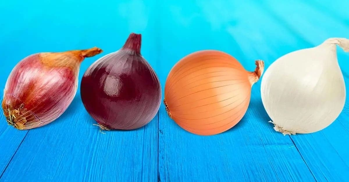 البصل الأحمر والأبيض: فهم الفروقات والاستخدامات المثلى هناك فرق بين البصل الأحمر والأبيض والأصفر وكل نوع له استخدام محدد watanserb.com