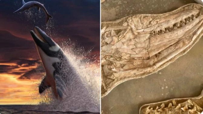 اكتشاف وحش بحري عملاق في المغرب وحش عملاق في المغرب watanserb.com