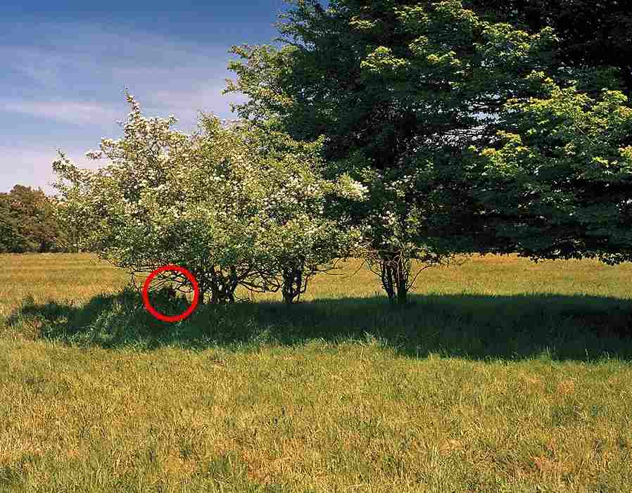 القناص المختبئ في الغابة