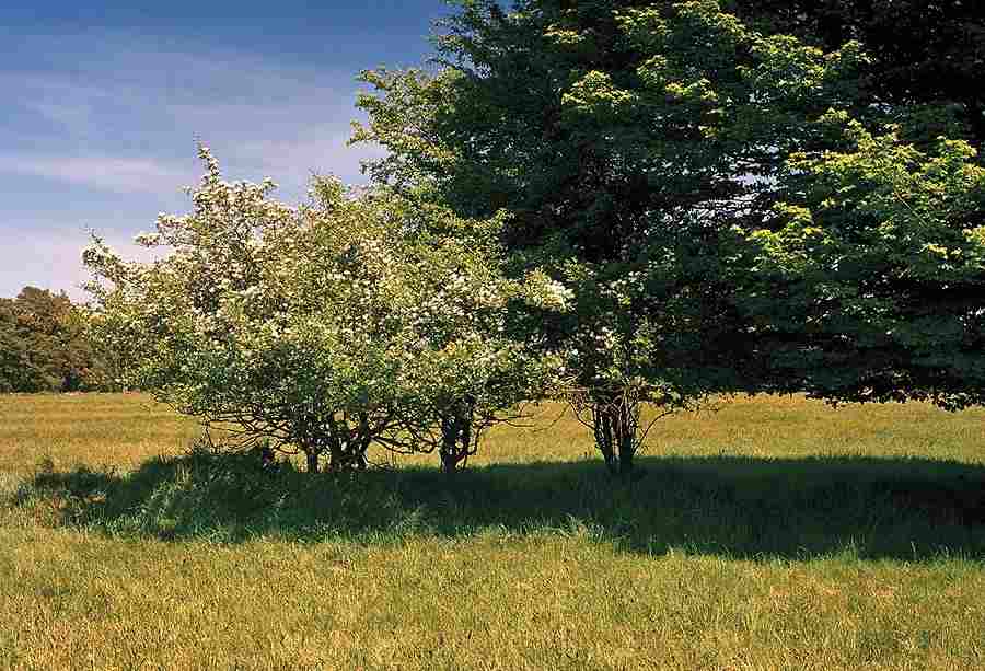 وهم بصري ... اكتشاف القناص الخفي في الغابة خلال 15 ثانية