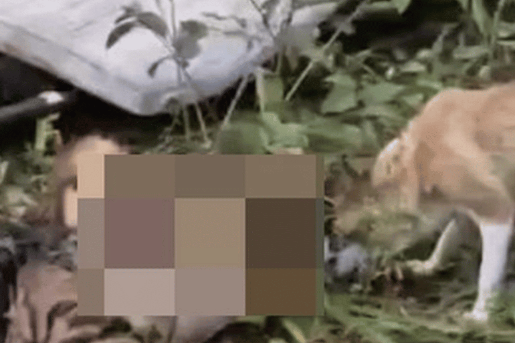 أوكرانيون يجعلون من جثث الجنود الروس طعاماً لحيواناتهم الأليفة! (شاهد) جثث الروس watanserb.com