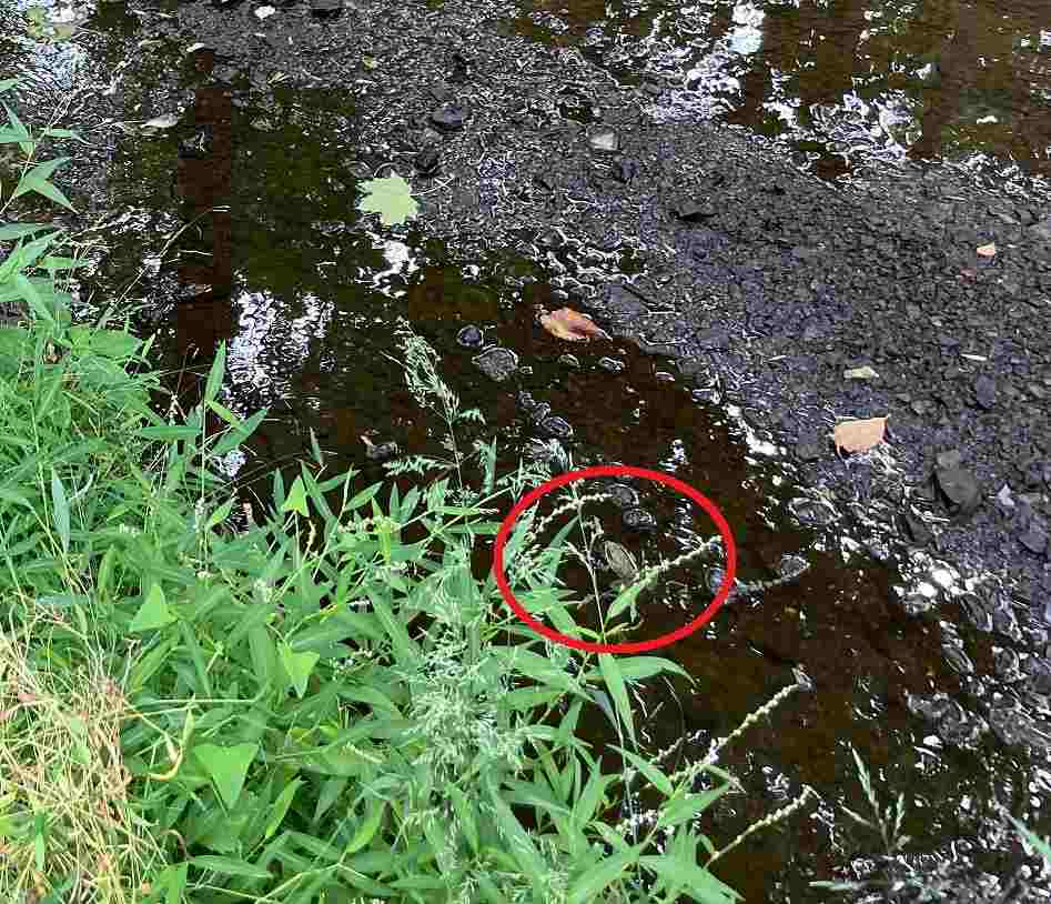 يمكن رؤية الضفدع على أقصى يمين الصورة وهي محاطة بدائرة حمراء