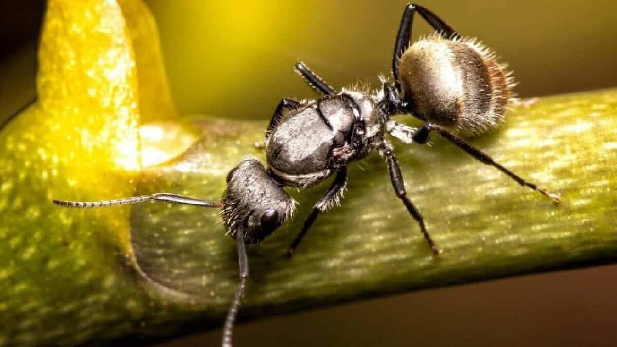 هذه هي الدولة الوحيدة في العالم التي لا يوجد فيها نمل أو بعوض الدولة الوحيدة في العالم التي لا يوجد فيها نمل أو بعوض watanserb.com