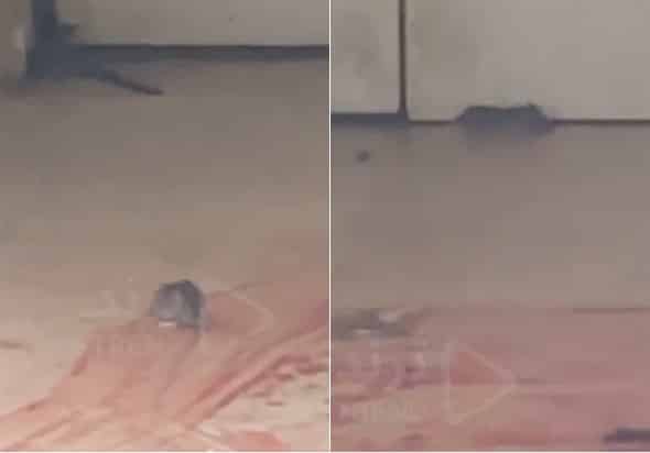 مشاهد صادمة لجرذان تغزو مسلخ الجليب بالكويت تثير غضب المغردين جرذان في مسلخ الجليب watanserb.com