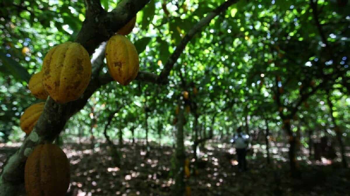 مزارع الكاكاو