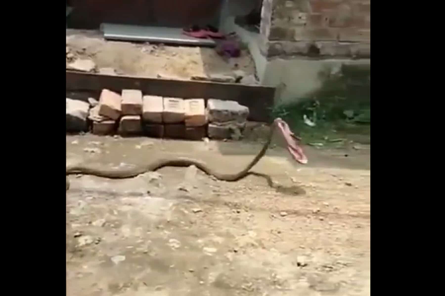 ثعبان يسرق الأحذية