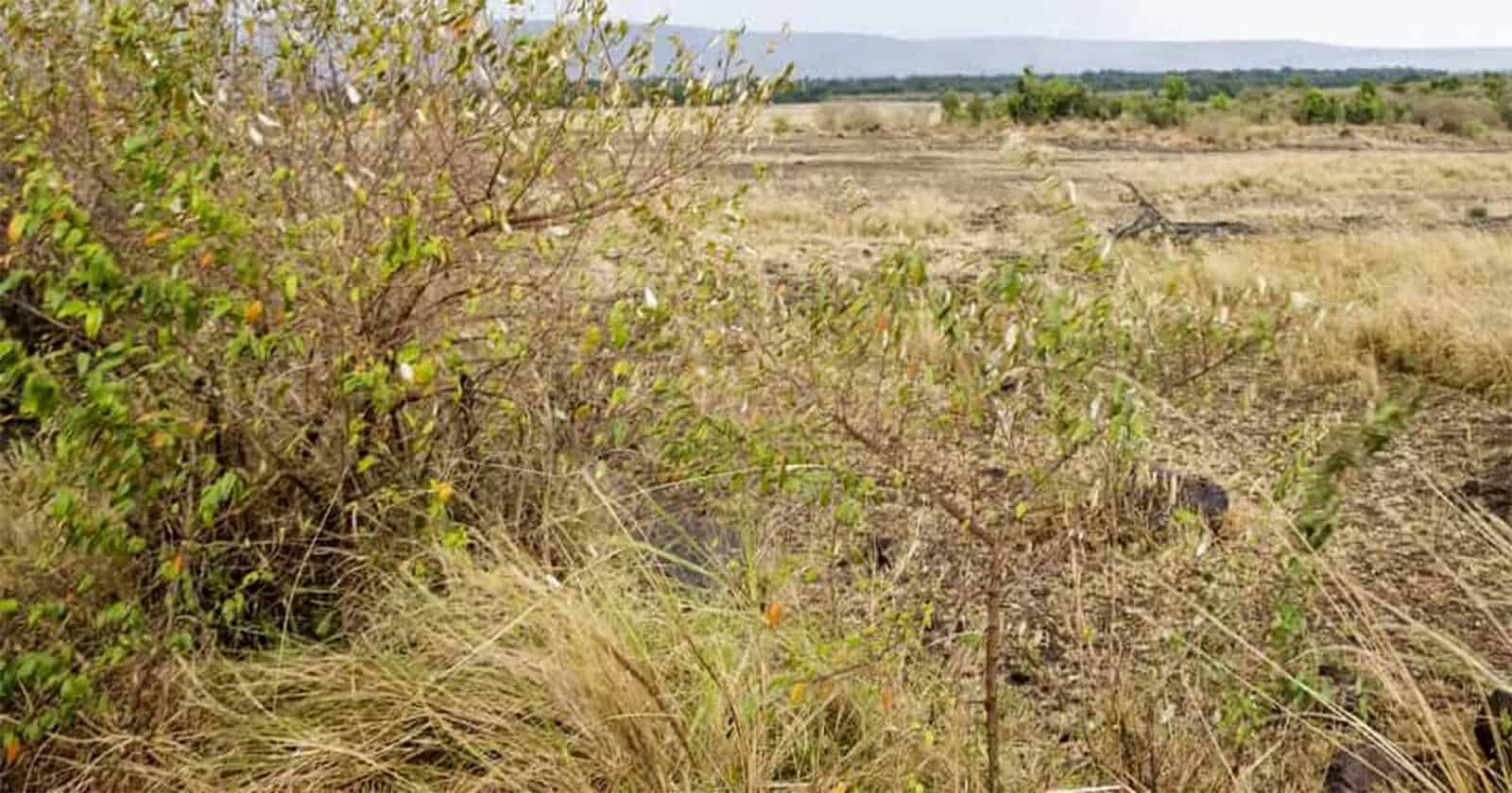 1 % فقط يمكنهم اكتشاف مكان الأسد في الغابة..فهل أنت منهم؟ مكان الأسد في الغابة watanserb.com