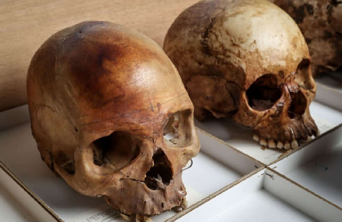 بـ 700 يورو..عرض رفات 3 أفارقة من الكونغو للبيع بمزاد في بلجيكا! عرض جماجم للبيع في بلجيكا watanserb.com
