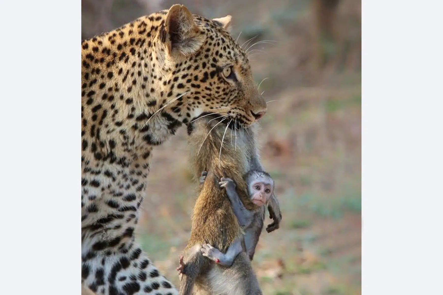 القرد المتشبث في نمر