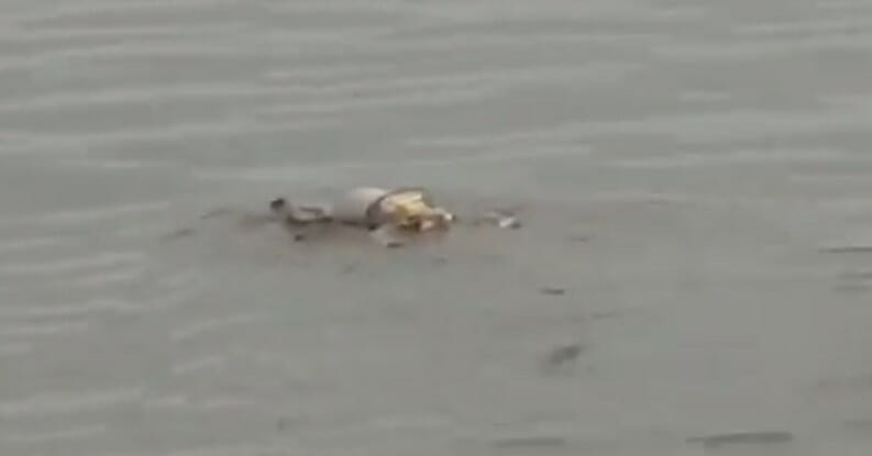 التمساح أعاد جثة الطفل لأسرته وما فعله مُستغرب