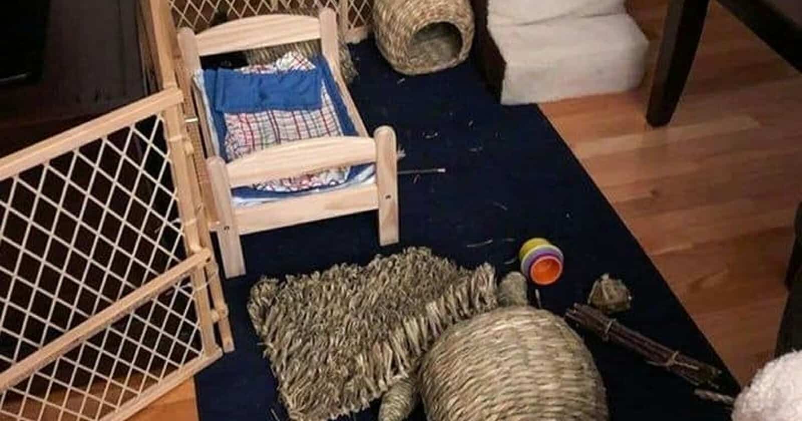 تحدٍ بصري جديد: ابحث عن الأرنب المخفي في الغرفة خلال 11 ثانية فقط! العثور على أرنب في الغرفة watanserb.com