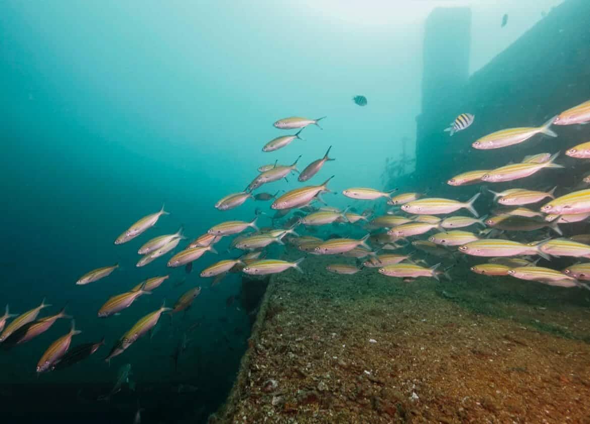 السفينة تشكل شعابا اصطناعية بطول 84 متر وارتفاع 30 متر