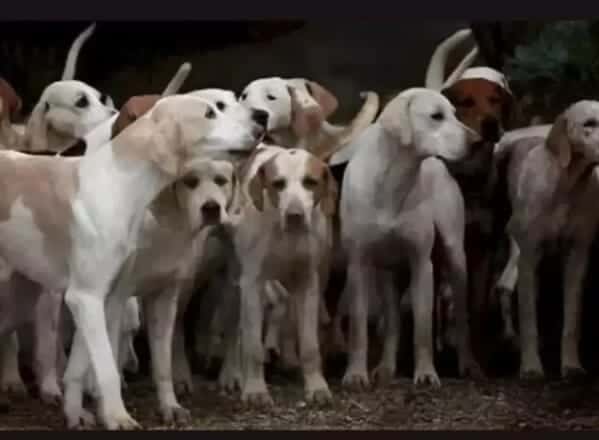 اكتشاف النمر المختبئ بين الكلاب