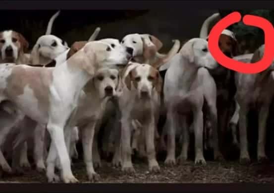 اكتشاف النمر المختبئ بين الكلاب