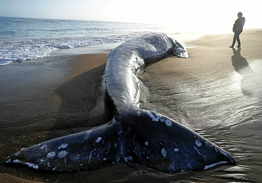 حيتان ميت على شواطئ قبرص اثر زلزال تركيا