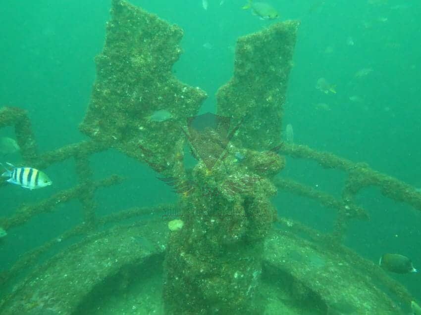 سفينة المناصرة