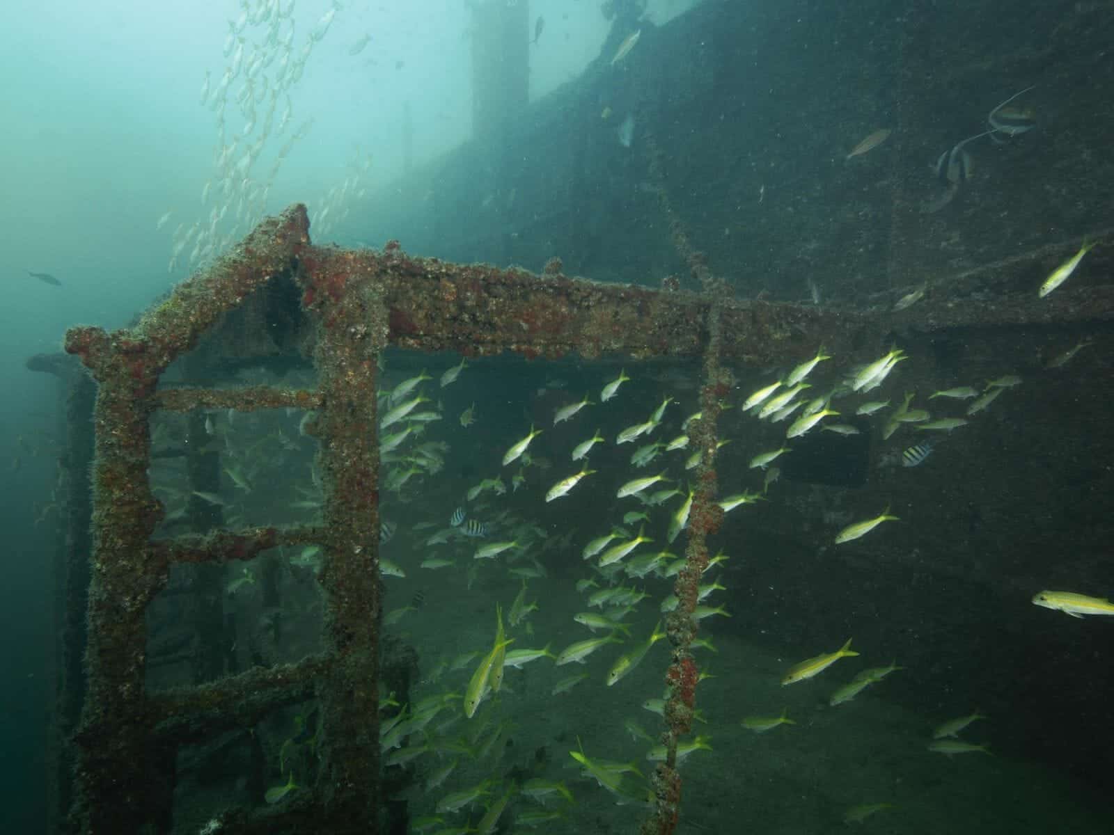 سفينة المناصرة