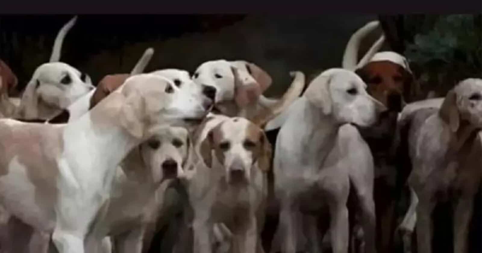 5 في المائة فقط من الناس يمكنهم اكتشاف النمر المختبئ بين الكلاب الخداع البصري watanserb.com