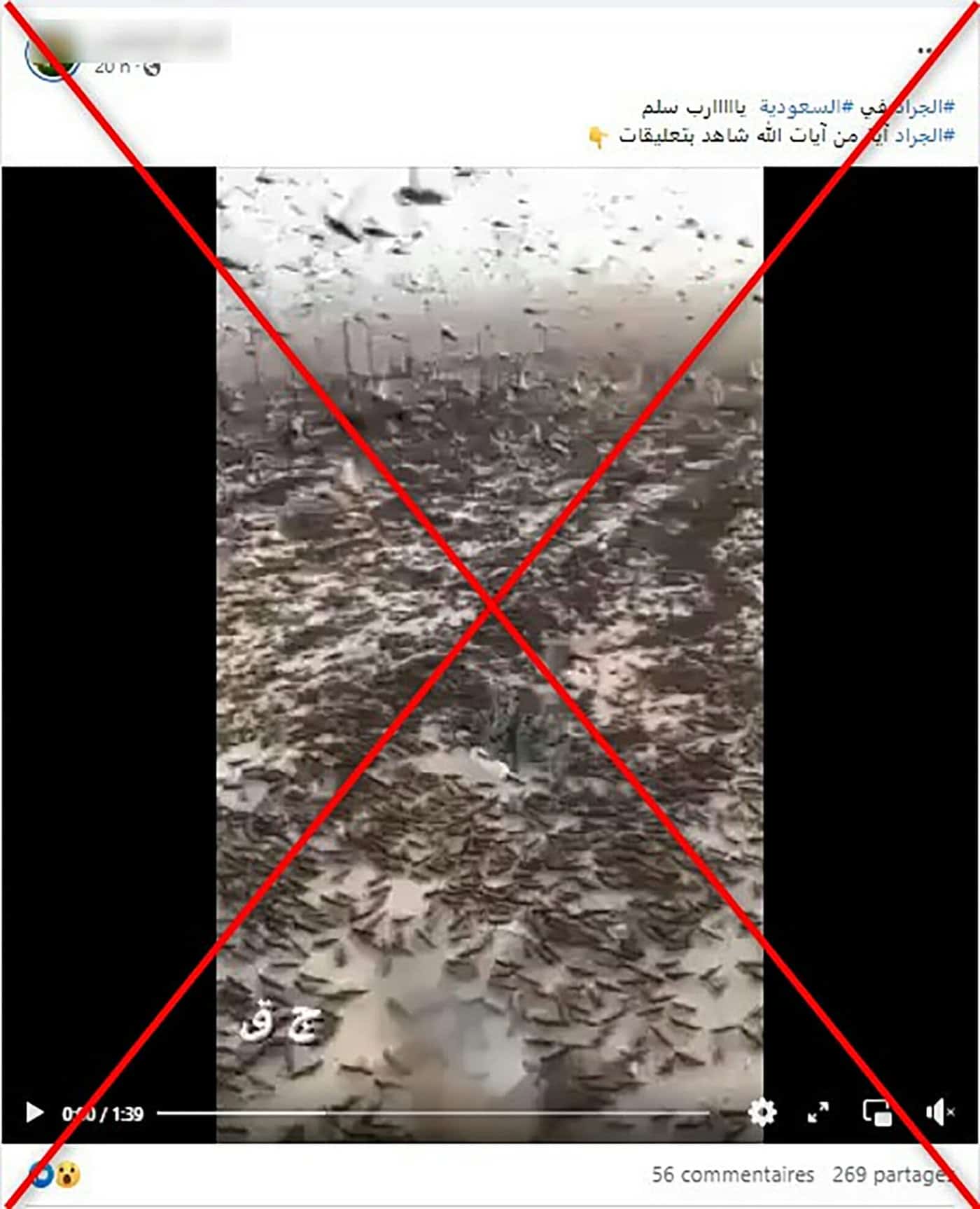 الجراد في السعودية