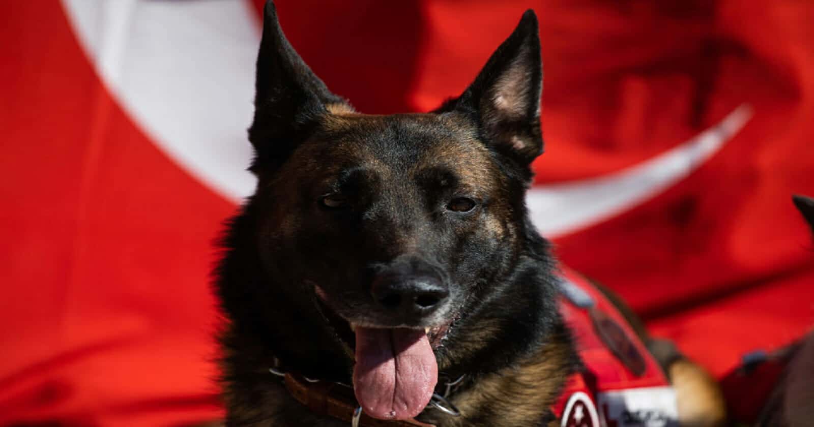 المكسيك ودعته في جنازة عسكرية.. معلومات عن الكلب الذي توفي أثناء البحث عن ناجين في زلزال تركيا جنازة الكلب بروتيو watanserb.com