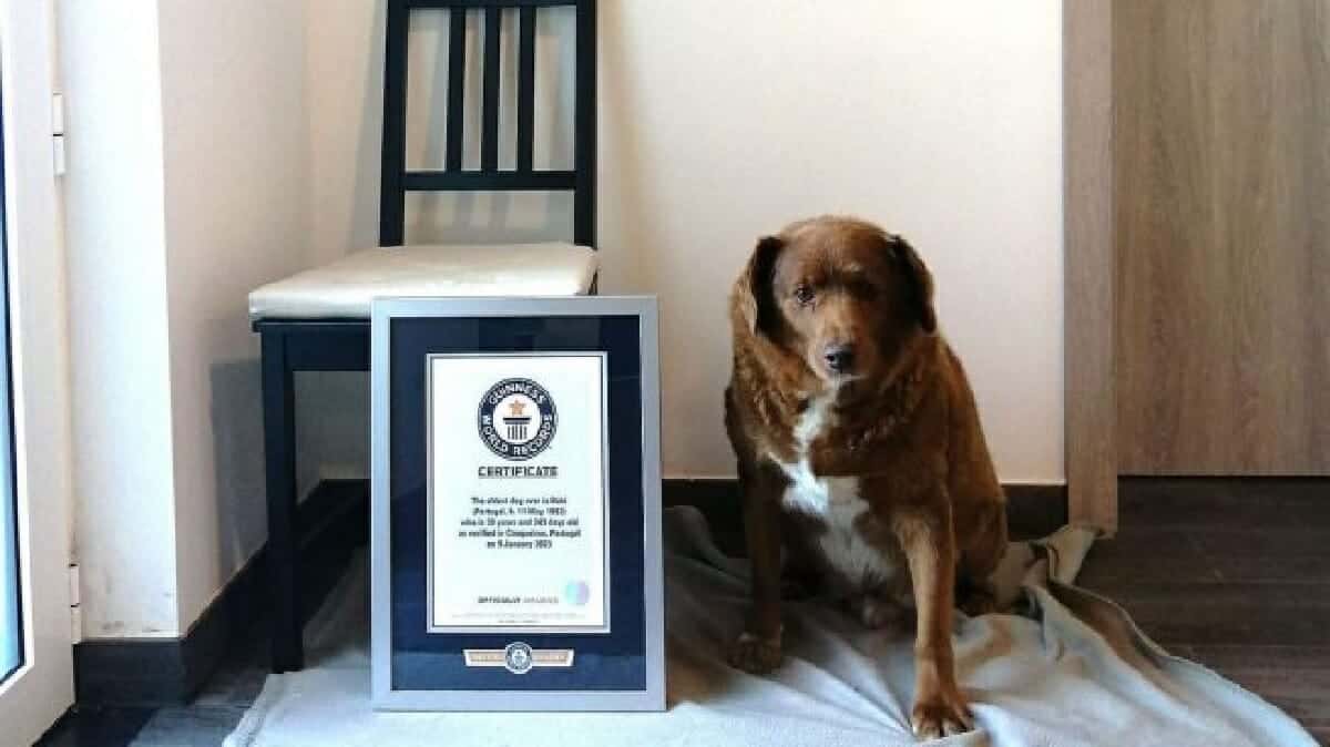 موسوعة غينيس تصحح الخطأ.. بوبي أكبر كلب سنًا على الإطلاق وليس سبايك الكلب بوبي watanserb.com