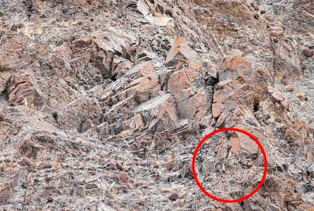 النمر الثلجي في الوهم البصري مشار إليه بدائرة حمراء 