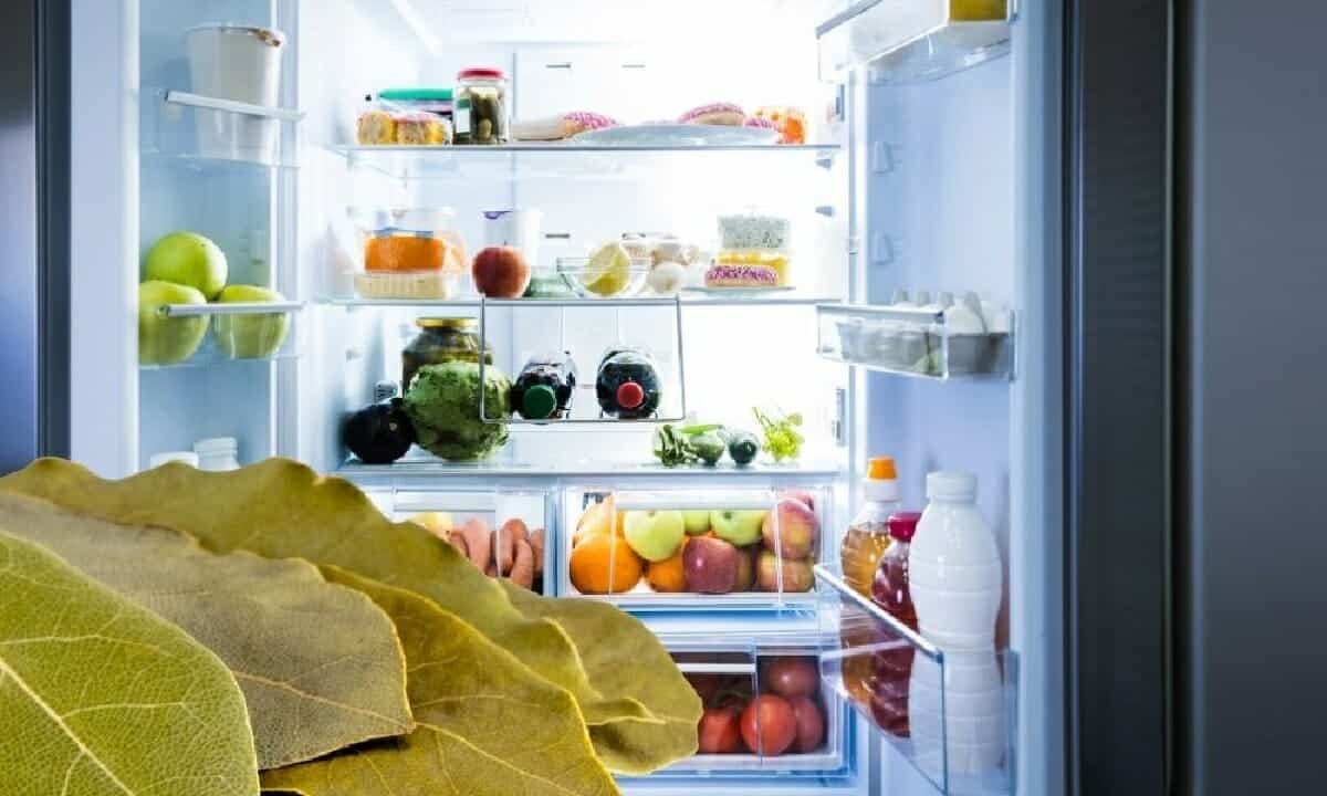 وضع ورق الغار في الثلاجة