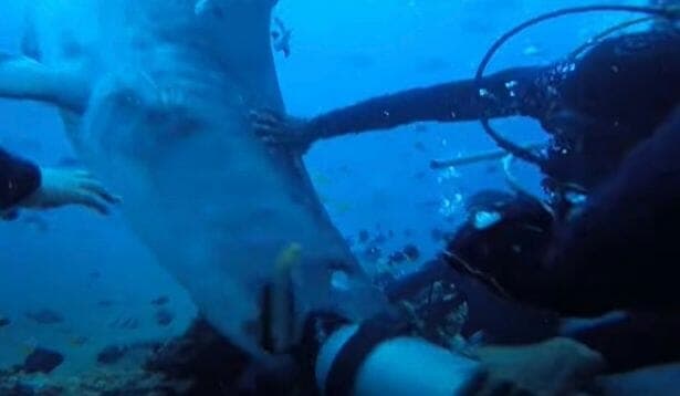 لحظة هجوم سمكة القرش على الغواصين