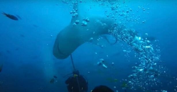 لحظة هجوم سمكة القرش على الغواصين