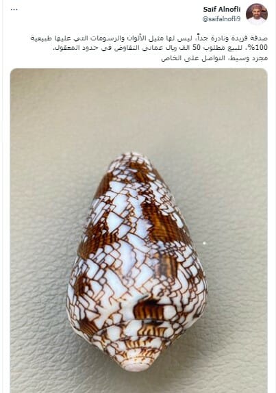 صدفة نادرة في سلطنة عمان وسعرها صادم