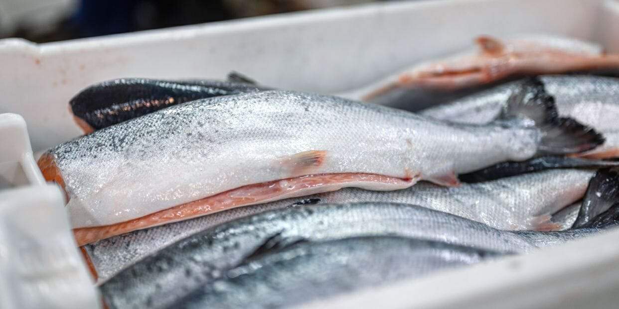 السمك الطازح