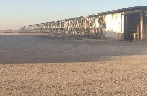 الانفجار قضى على 90% بالمئة من ابقار المزرعة